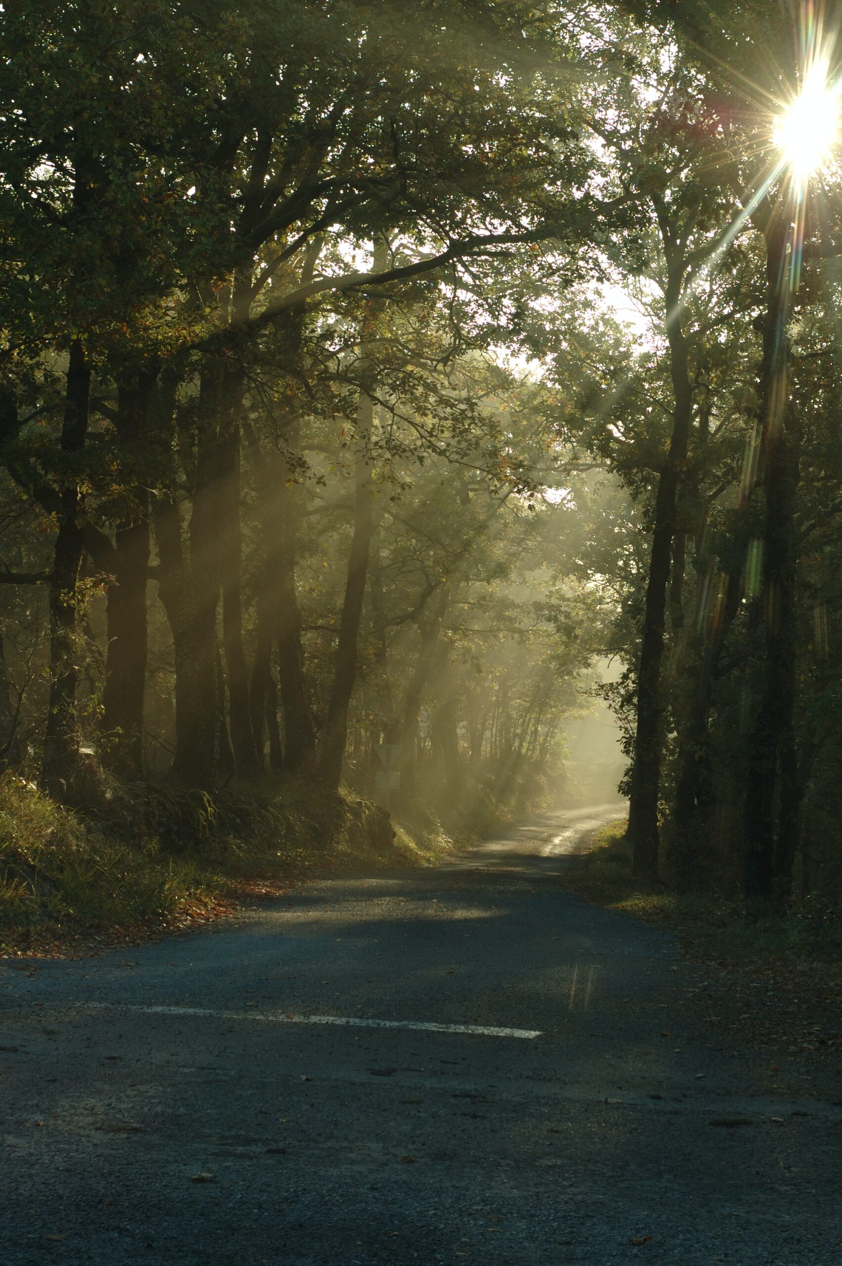 reg-schouw-qY9Sf1rVSIg-unsplash